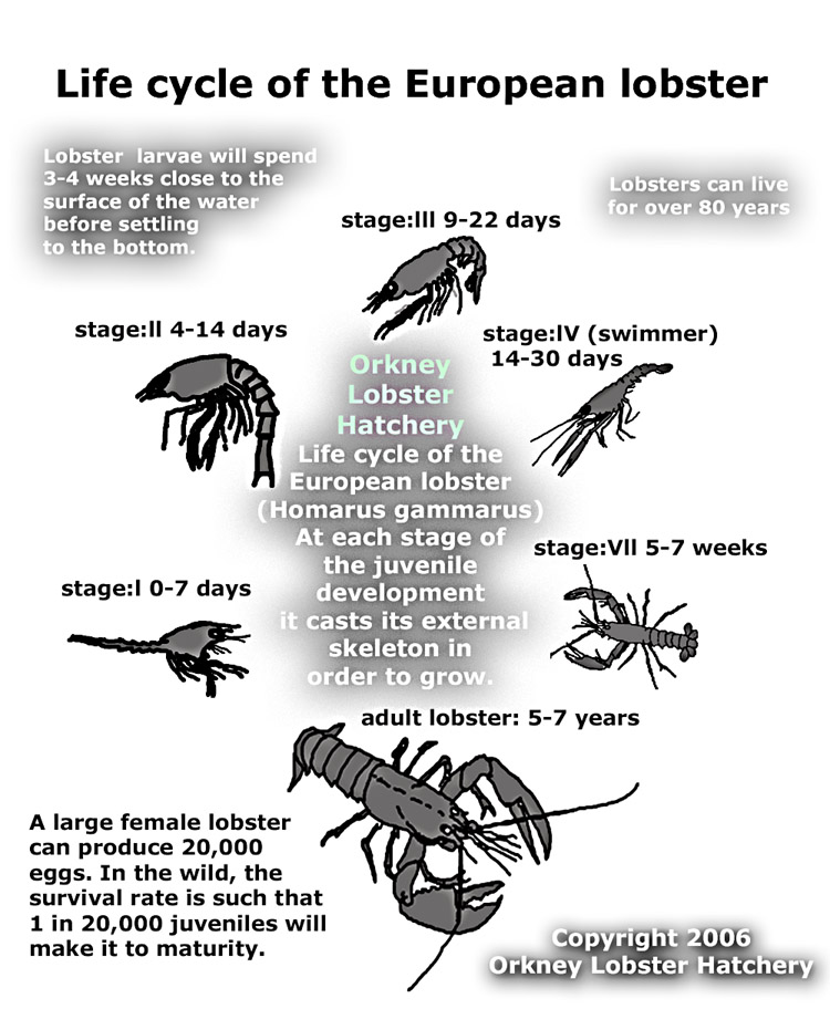 life cycle of the European Lobster